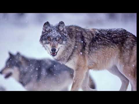 Rus guruh jinsiy aloqa mmmf Jodi Lin OKif porno filmda