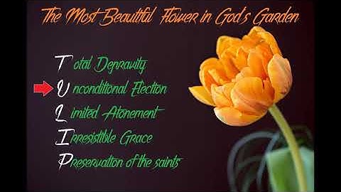 T.U.L.I.P 2. Unconditional Election