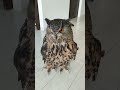今日のジュニ君🦉