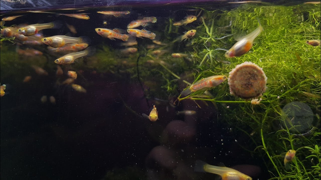 Relaxing Endlers / Blonde Ginga Rubra Endler