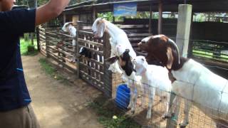 Hypnotized goats!