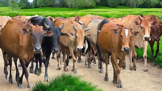 Video Hewan Ternak Sapi Lembu Gembala di Giring Menuju Ke Kandang Peternakan  - Bunyi sapi lucu