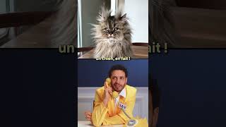 Are you more of a... dog person or a cat person 😼 #catcustomerservice #catsupport #cats
