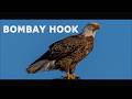 Bombay Hook Wildlife Refuge | Cinematic Nature Film (Eagles, Osprey & Marshlands)