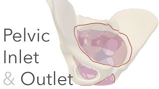 What is the True Pelvis?  -  Pelvic Inlet & Outlet Anatomy