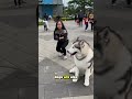 Why Your Dog Prefers Distance Over You 😶🐕