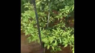 Download Lagu Dahsyat pupuk organik ECO Farming MP3