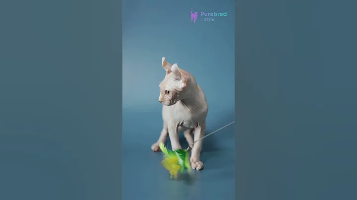 Video 9506841: sphynx kittens blue, sphynx male kitten, blue eyed sphynx, blue bicolor kitten, kitten blue point, kitten red, kitten living