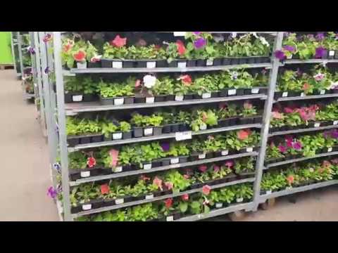 Купить Рассаду В Леруа Мерлен Москва