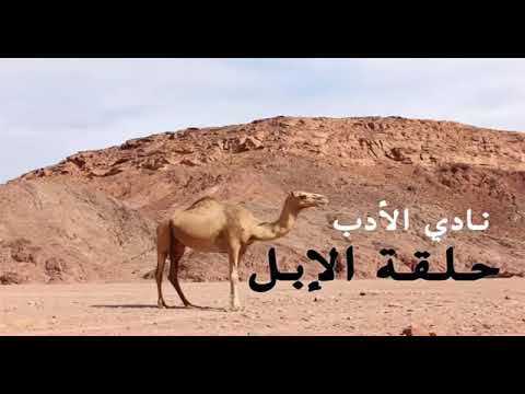 حلقة نادرة من البرنامج الاذاعي نادي الادب تقديم المبدع حمدي ميارة