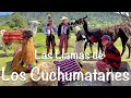 Llamas de Los Cuchumatanes / Huehuetenango / Guatemala