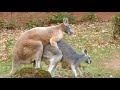 kangaroo mating Super kangaroo Meeting First Time must watch