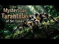 The Mysterious Tarantulas of Sri Lanka | Subscribe channel for more videos like this
