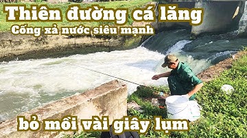 Câu cá lăng tại cống xả nước chảy xiết - kênh tiêu Hồ Dầu Tiếng Tây Ninh