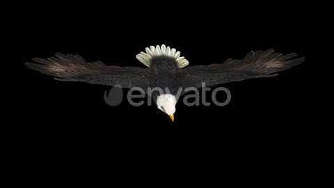 4K Eagle Glide Top View | Motion Graphics - Envato elements