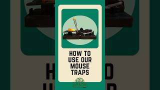 How to use our mouse traps? #shorts #share #pestcontrol #amazonfinds #mice  #diy #pestmanagement