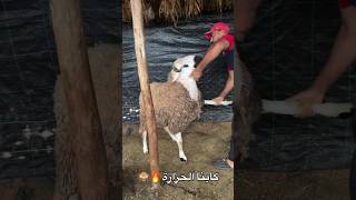 بينينة مصلحش يبقااا ليا مع نعجة شوفو أش كيدير ليهم 😡 #shorts