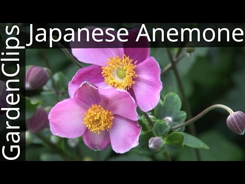Video: What Is A Japanese Anemone - How To Grow Japanese Anemone Plants