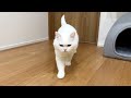 猫の「おかわりくれ」の圧が凄すぎました…