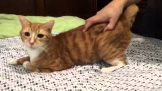 My cat is really grumpy + he responds to his name (funny video)