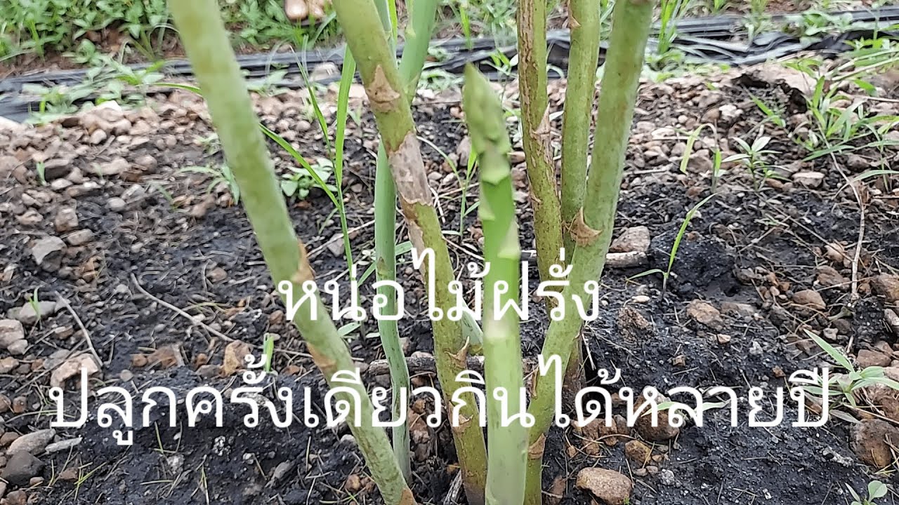 Спаржу высаживают один раз и употребляют в пищу в течение многих лет.