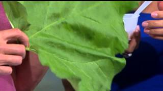 Donna shares rhubarb recipe ideas