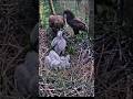 #eagle #bateo #wildlife #birds #nature #nest #birdofprey #hunting #hawk