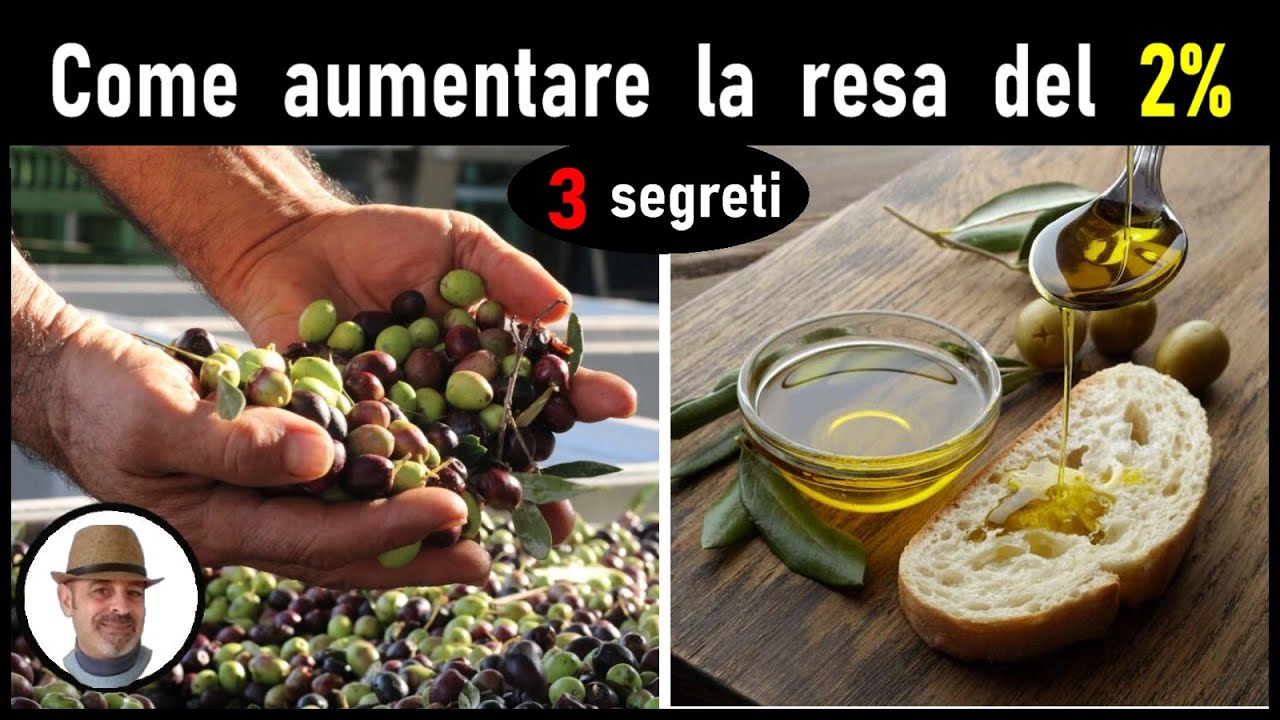 COME AUMENTARE LA RESA DELL'OLIO (aumentar el rendimiento de aceite