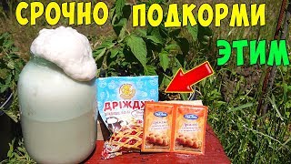 ДРОЖЖИ КАК УДОБРЕНИЕ !!! ПОДКОРМКА ДРОЖЖАМИ !!!