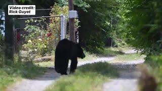 Black bear sighting in Port Norfolk area of Portsmouth