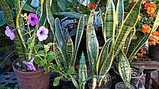 Esta planta Vale ORO Sansivieria Espada del REY Lengua de suegra