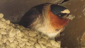 Cliff Swallows: Time to build Nests