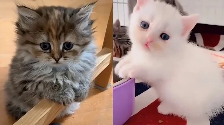 Video 11803801: cats compilation cute funny, cat cute baby, best cute kittens