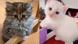 So cute baby cats ♥ Best funny and cute kitten videos by One Minute pets 245 views 2 years ago 5 minutes, 2 seconds