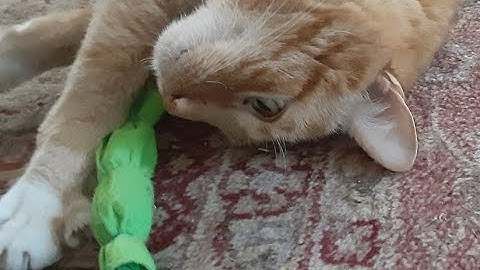 DIY catnip toy