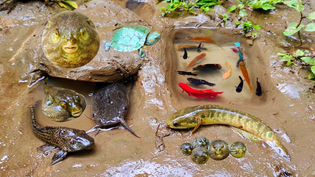 Cari Kura-kura lucu, ikan cupang warna-warni, Cari ikan-ikan kecil, ikan warna warni, ikan lele, koi