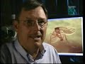 Dinosaur to bird evolution 1of5
