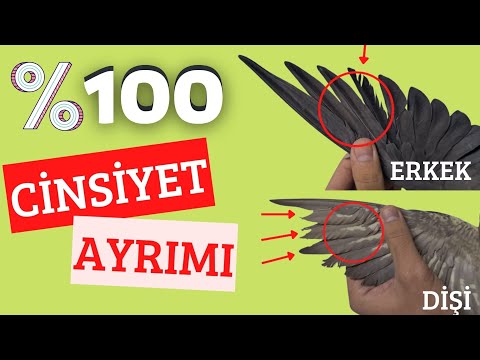 Video: Sarı Taç Amazon