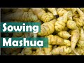Aussaat Von Mashua Knollen Im Frühjahr