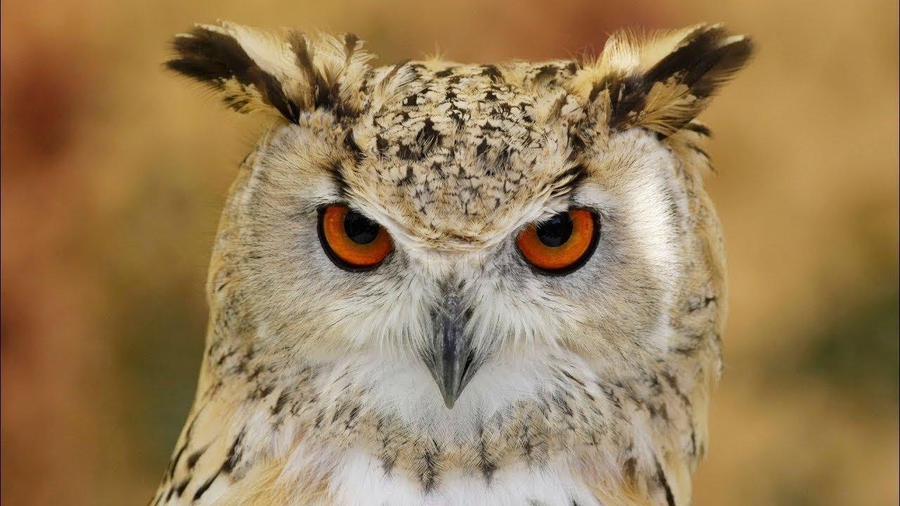 Sex Owl Sex Owl