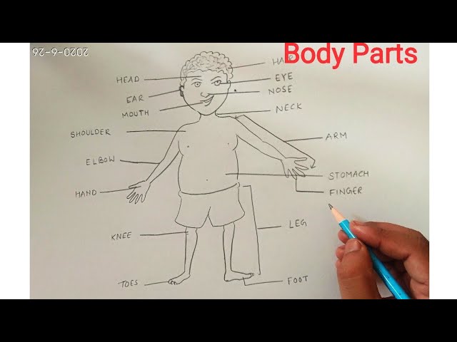 how to draw simple and easy body parts drawing for kids and crayon  colouring.. - YouTube
