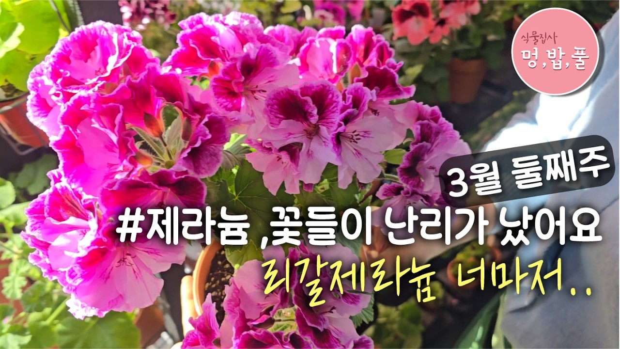 제라늄,Beautiful March Geraniums #오청사과 #geranium #pelargonium #mungbabpul