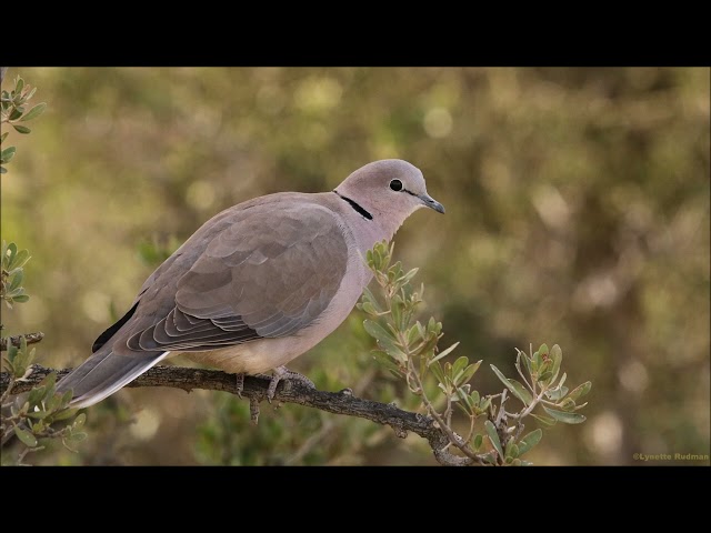 3 variasi panggilan Merpati Leher Cincin (Cape Turtle Dove) yang berbeda class=