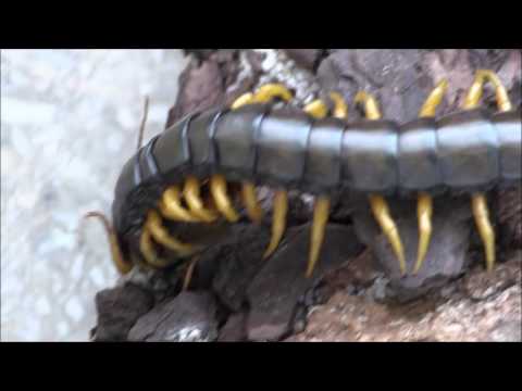 Videó: Akik Scolopendra