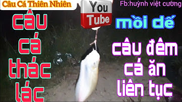 câu cá tự nhiên√ câu cá thác lác đêm cá ăn liên tục, bằng mồi dế @CuongFising