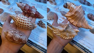 A FAN GAVE ME A HUGE MYSTERY BOX FULL OF SUPER RARE SEASHELL SPECIMENS!! (Thank you)