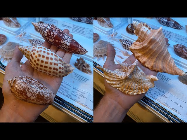 Rare Colours Rare sea shells, Size: .5 To9 at Rs 2000/piece in