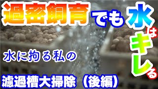 【ろ過】ろ過に拘る私の濾過槽清掃(後編)半年に一度の清掃で汚れの程は？