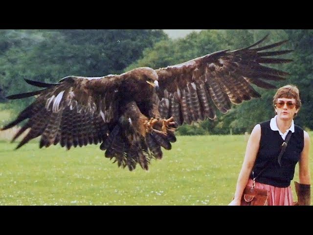 15 Most Deadly Eagle Attacks In The World! class=