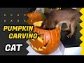 Abyssinian cat is carving the Halloween pumpkin